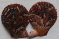 Mimachlamys varia  (Linnaeus, 1758)   	